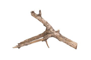 Dry tree twigs branches isolated on white background with clipping path.