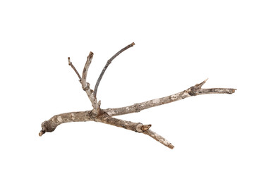 Dry tree twigs branches isolated on white background with clipping path.