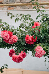 bush of pink lush roses