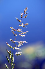 Rough Meadow Grass, Irish wild plant, Ireland