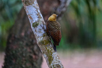 Animais Pantanal