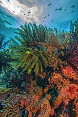 Coral reef South Pacific