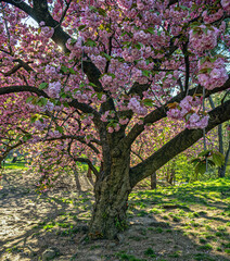 Naklejka premium Japanese cherry tree in spring