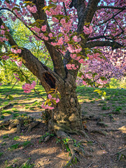 Japanese cherry tree in spring