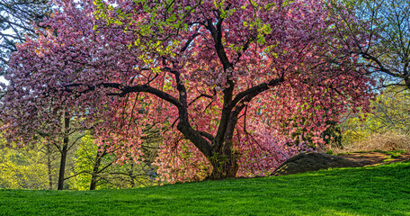 Naklejka premium Japanese cherry tree in spring
