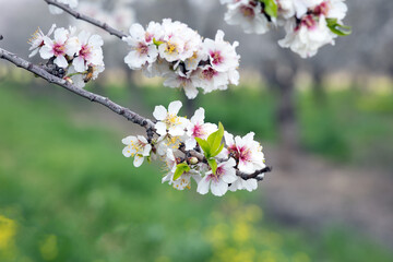 Spring came.