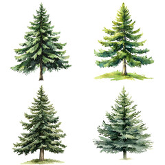 Fototapeta premium Diverse pine trees in various stages of growth forest landscape natural environment aerial view ecology