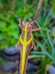 Portrait of the grasshopper from the back angle