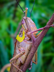 Portrait of a large grasshopper from the side