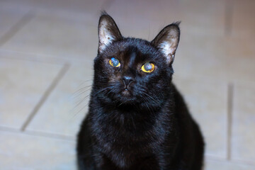 A sleek black cat with striking yellow eyes gazes intently at the camera