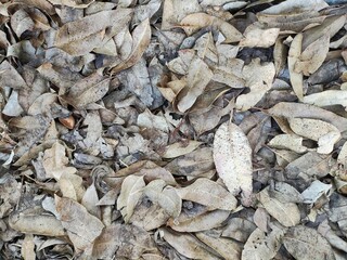 Pile of Fallen Dry Eucalyptus Leaves 