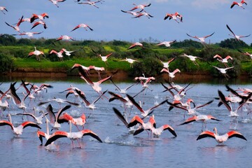 Flamingos (Phoenicopterus roseus) in the Ria Formosa Natural Park, Olhão, Algarve, Portugal