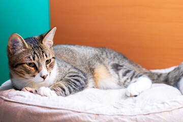 A cat is laying on a blanket, intently looking at the camera