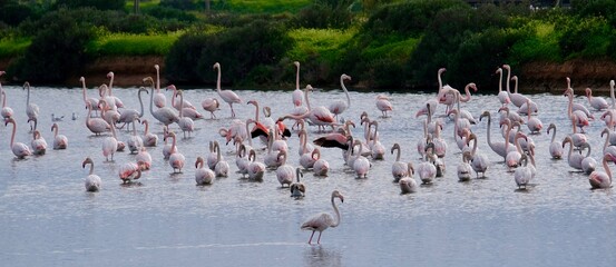 Fototapeta premium Flamingos (Phoenicopterus roseus) in the Ria Formosa Natural Park, Olhão, Algarve, Portugal