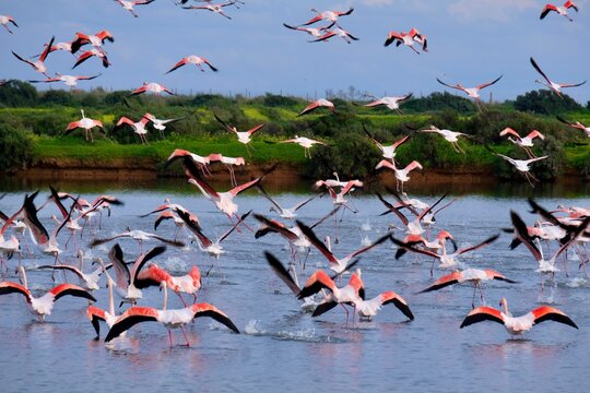 Flamingos (Phoenicopterus roseus) in the Ria Formosa Natural Park, Olh&atilde;o, Algarve, Portugal