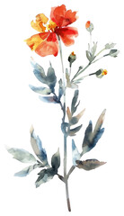 PNG Cutter flower watercolor painting art.