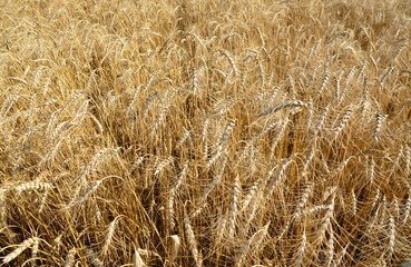 Golden Wheat Field close up ripe wheat industry
