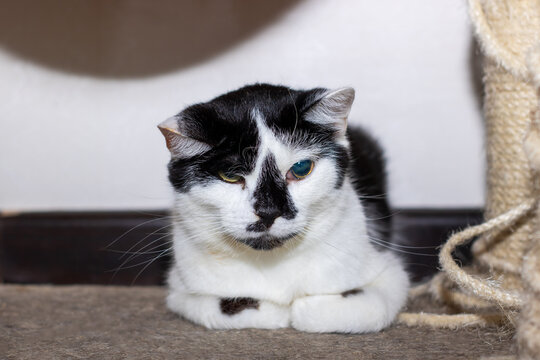 A black and white cat with striking blue eyes is laying on the floor