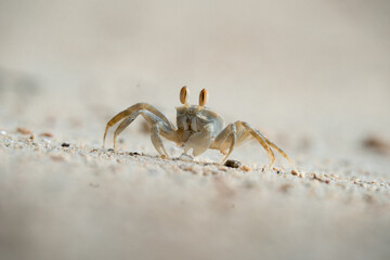 Close up Crab