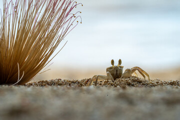 Peekaboo Ghost Crab