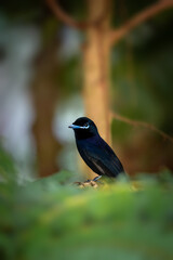 Seychelles Paradise Flycatcher 