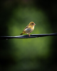 Amazing bird close-up encounter - Red Fody in the forest