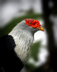 Amazing bird close-up encounter - seychelles blue pigeon
