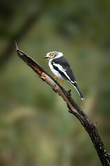 Fototapeta premium Yellow eyed bird