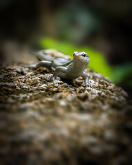 Lizard on a rock