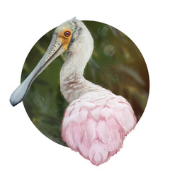 Portrait of roseate spoonbill, elegant digital illustration of a tropical pink bird, perfect for wildlife art, nature-themed decor