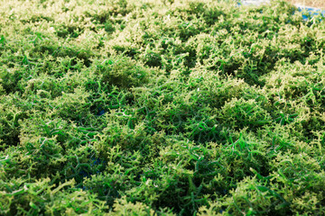 Seaweed farm at Nusa Lembongan in Indonesia. Algae farming