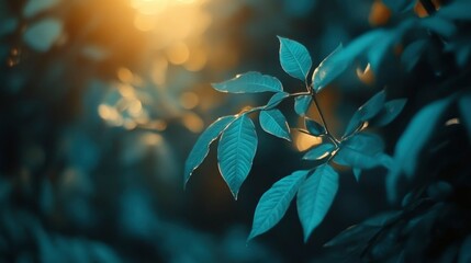 Teal Leaves Bask in Golden Sunlight Nature