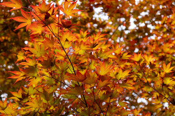 Vibrant Japanese maple leavesin  warm sunlight