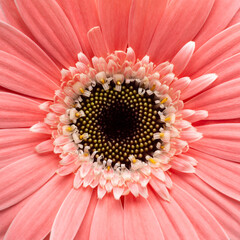 Narrow focus closeup of pink gerber flower