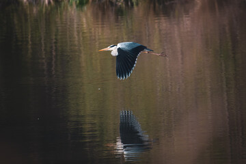 A heron flies over a river
