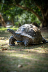 Giant Tortoise