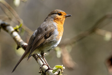 The bird is sitting on a branch.