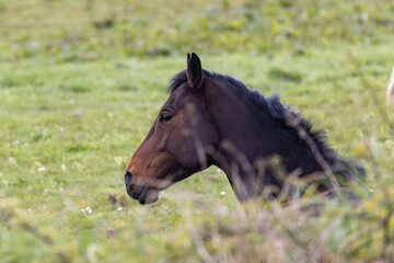  Portrait of a horse lying down in the long grass.