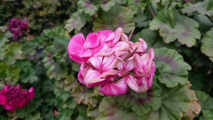 Pink Color Geranium garden Flowers