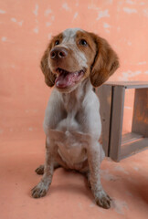 Beautiful portrait dogs looking up