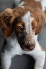 Beautiful portrait dogs looking down
