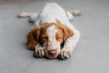 Beautiful portrait dogs looking sleep