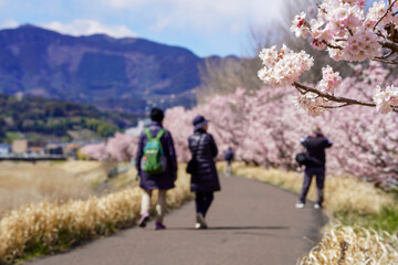 Fototapeta premium 春めき桜が咲き誇る足柄の川沿い風景