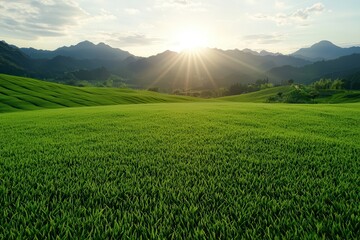 Naklejka premium Hand picking matcha at sunrise. Lush green landscape with mountains and a rising sun.