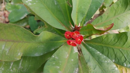 Euphorbia milii or Crown of Thorn plant