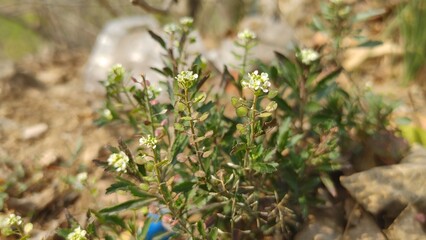 field pennycress or Thlaspi arvense