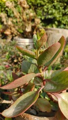 Widow's thrill or florist kalanchoe