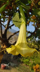 Brugmansia aurea or Angel's trumpets