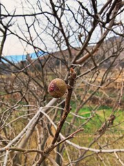 Dry Fig fruit in a tree