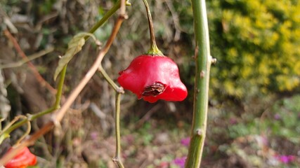 Bishop's crown chilli or Pepper